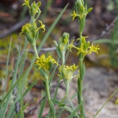 Pimelea curviflora var. sericea (Curved Riceflower) at Paddys River, ACT - 18 Oct 2015 by KenT