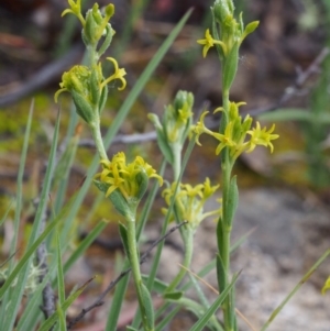 Pimelea curviflora var. sericea at Paddys River, ACT - 18 Oct 2015