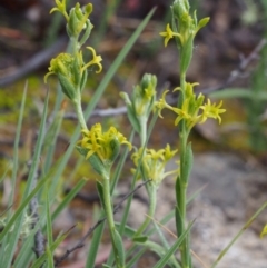 Pimelea curviflora var. sericea (Curved Riceflower) at Bullen Range - 17 Oct 2015 by KenT