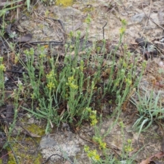 Pimelea curviflora var. sericea at Paddys River, ACT - 18 Oct 2015 09:06 AM