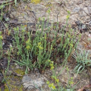 Pimelea curviflora var. sericea at Paddys River, ACT - 18 Oct 2015