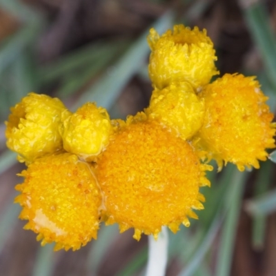 Chrysocephalum apiculatum (Common Everlasting) at Paddys River, ACT - 17 Oct 2015 by KenT