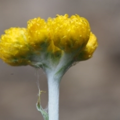 Chrysocephalum apiculatum at Paddys River, ACT - 18 Oct 2015