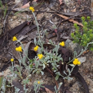 Chrysocephalum apiculatum at Paddys River, ACT - 18 Oct 2015