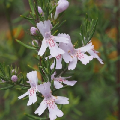 Westringia eremicola (Slender Western Rosemary) at Paddys River, ACT - 17 Oct 2015 by KenT