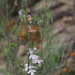 Westringia eremicola at Paddys River, ACT - 18 Oct 2015 09:28 AM