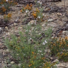 Westringia eremicola at Paddys River, ACT - 18 Oct 2015 09:28 AM