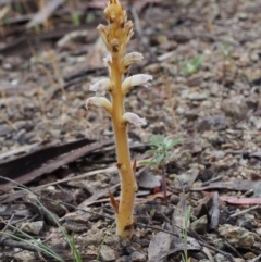 Orobanche minor (Broomrape) at Paddys River, ACT - 18 Oct 2015 by KenT
