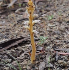 Orobanche minor (Broomrape) at Bullen Range - 18 Oct 2015 by KenT