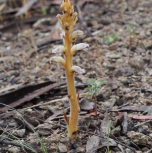 Orobanche minor at Paddys River, ACT - 18 Oct 2015 09:43 AM