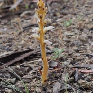 Orobanche minor at Paddys River, ACT - 18 Oct 2015