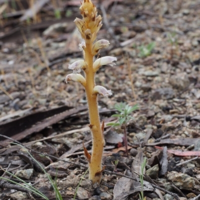 Orobanche minor (Broomrape) at Paddys River, ACT - 18 Oct 2015 by KenT
