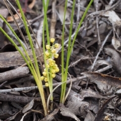 Lomandra filiformis subsp. coriacea (Wattle Matrush) at Paddys River, ACT - 18 Oct 2015 by KenT