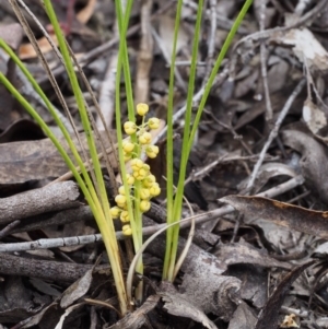 Lomandra filiformis subsp. coriacea at Paddys River, ACT - 18 Oct 2015 09:47 AM