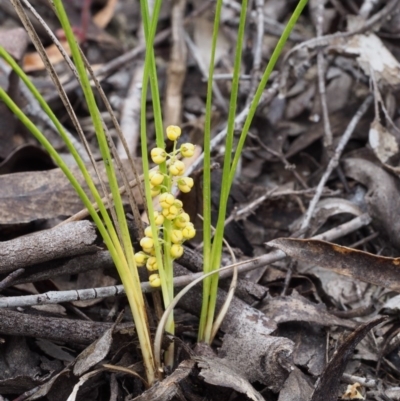 Lomandra filiformis subsp. coriacea (Wattle Matrush) at Paddys River, ACT - 18 Oct 2015 by KenT