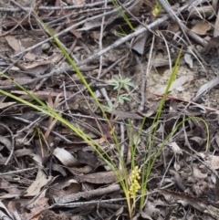 Lomandra filiformis subsp. coriacea at Paddys River, ACT - 18 Oct 2015