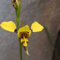 Diuris sulphurea (Tiger Orchid) at Paddys River, ACT - 17 Oct 2015 by KenT