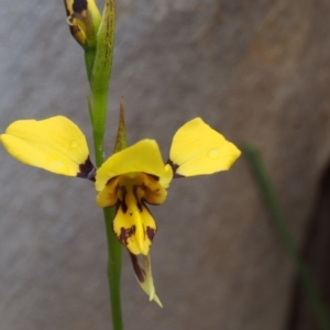 Diuris sulphurea at Paddys River, ACT - suppressed