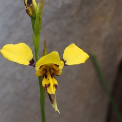 Diuris sulphurea (Tiger Orchid) at Paddys River, ACT - 17 Oct 2015 by KenT