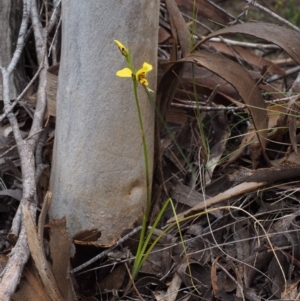 Diuris sulphurea at Paddys River, ACT - suppressed