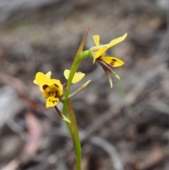 Diuris sulphurea at Paddys River, ACT - suppressed