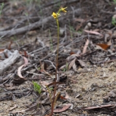 Diuris sulphurea at Paddys River, ACT - 18 Oct 2015