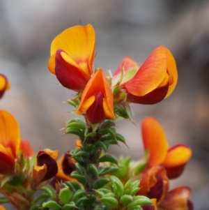 Pultenaea procumbens at Paddys River, ACT - 18 Oct 2015