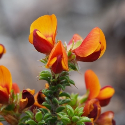 Pultenaea procumbens (Bush Pea) at Paddys River, ACT - 18 Oct 2015 by KenT