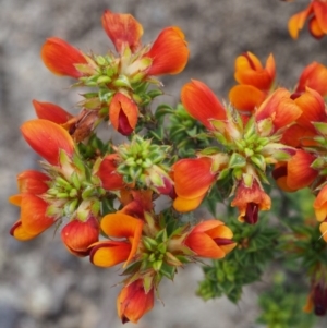 Pultenaea procumbens at Paddys River, ACT - 18 Oct 2015