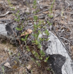 Cheilanthes sieberi (Rock Fern) at Coree, ACT - 18 Oct 2015 by KenT