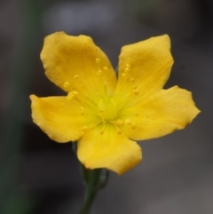 Hypericum gramineum (Small St Johns Wort) at Bullen Range - 18 Oct 2015 by KenT