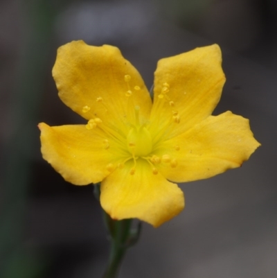 Hypericum gramineum (Small St Johns Wort) at Coree, ACT - 18 Oct 2015 by KenT