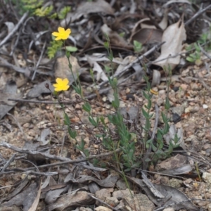 Hypericum gramineum at Coree, ACT - 18 Oct 2015