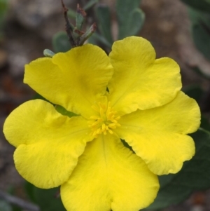 Hibbertia obtusifolia at Coree, ACT - 18 Oct 2015