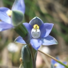 Thelymitra pauciflora (Slender Sun Orchid) at Cook, ACT - 20 Oct 2015 by MattM