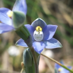 Thelymitra pauciflora at Cook, ACT - 20 Oct 2015