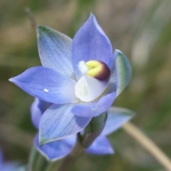 Thelymitra pauciflora at Cook, ACT - suppressed