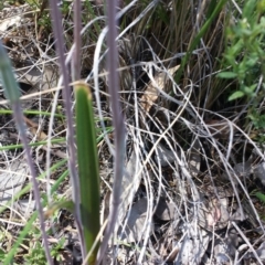 Thelymitra pauciflora at Cook, ACT - 20 Oct 2015