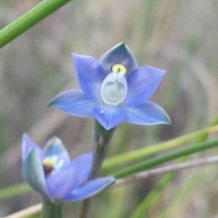 Thelymitra pauciflora at Cook, ACT - 20 Oct 2015