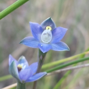 Thelymitra pauciflora at Cook, ACT - 20 Oct 2015