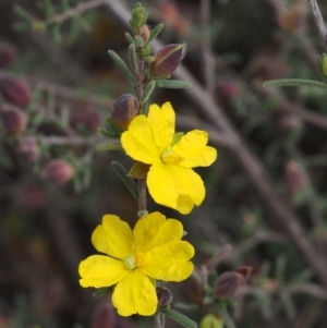 Hibbertia stricta at Coree, ACT - 18 Oct 2015