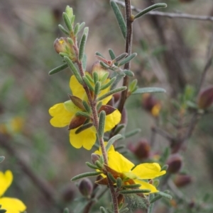 Hibbertia stricta at Coree, ACT - 18 Oct 2015