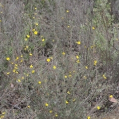 Hibbertia stricta at Coree, ACT - 18 Oct 2015