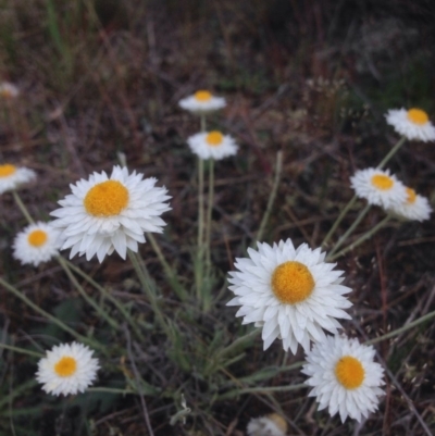 Leucochrysum albicans subsp. tricolor (Hoary Sunray) at Jerrabomberra, ACT - 20 Oct 2015 by RichardMilner
