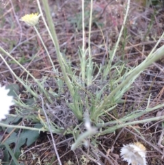 Leucochrysum albicans subsp. tricolor at Jerrabomberra, ACT - 20 Oct 2015