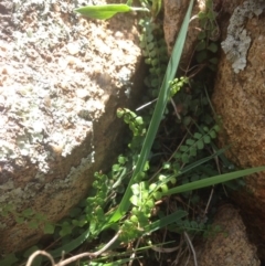 Asplenium flabellifolium (Necklace Fern) at Jerrabomberra, ACT - 20 Oct 2015 by RichardMilner