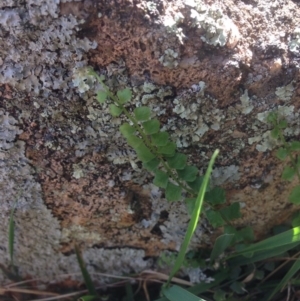 Asplenium flabellifolium at Jerrabomberra, ACT - 20 Oct 2015