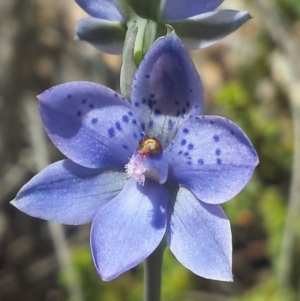 Thelymitra juncifolia at Aranda, ACT - 20 Oct 2015