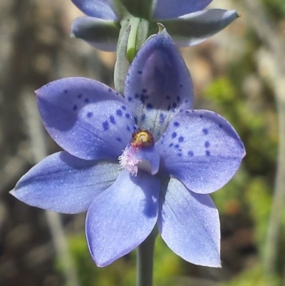 Thelymitra juncifolia (Dotted Sun Orchid) at Aranda, ACT - 20 Oct 2015 by MattM
