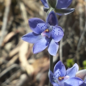 Thelymitra juncifolia at Aranda, ACT - 20 Oct 2015